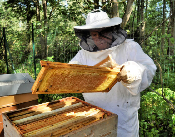 Première récolte de miel en 2023 chez AVIME