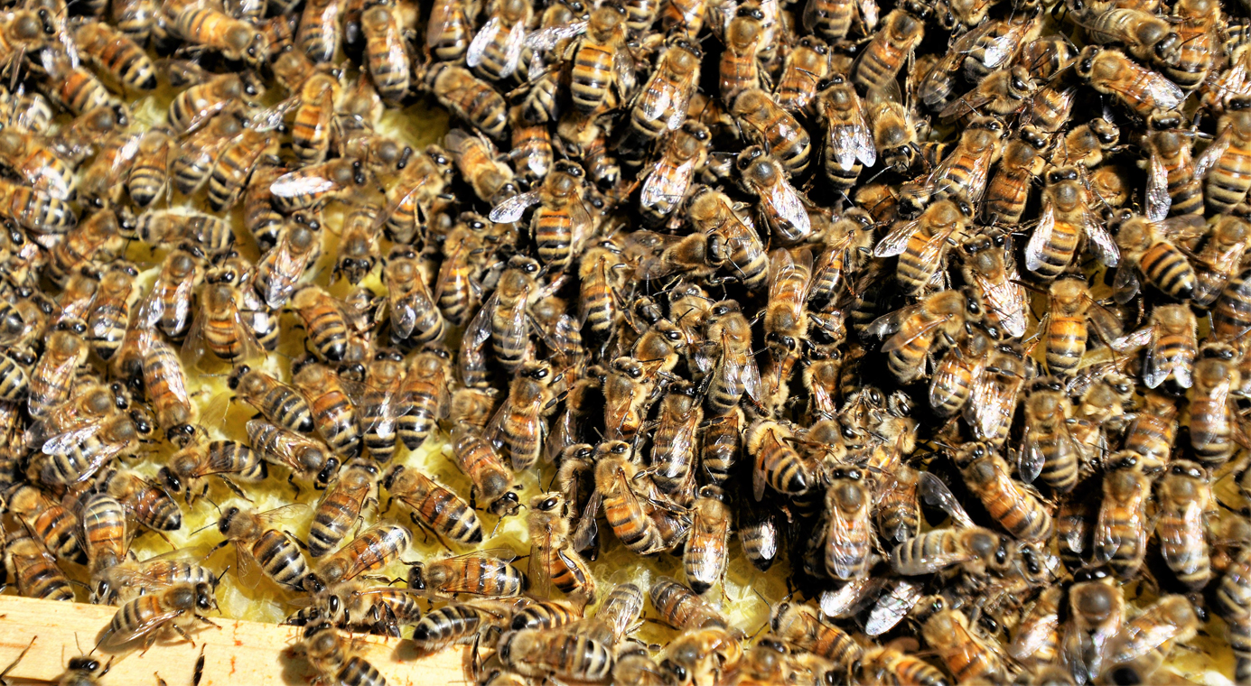 12-Avime-recolte-miel-2023